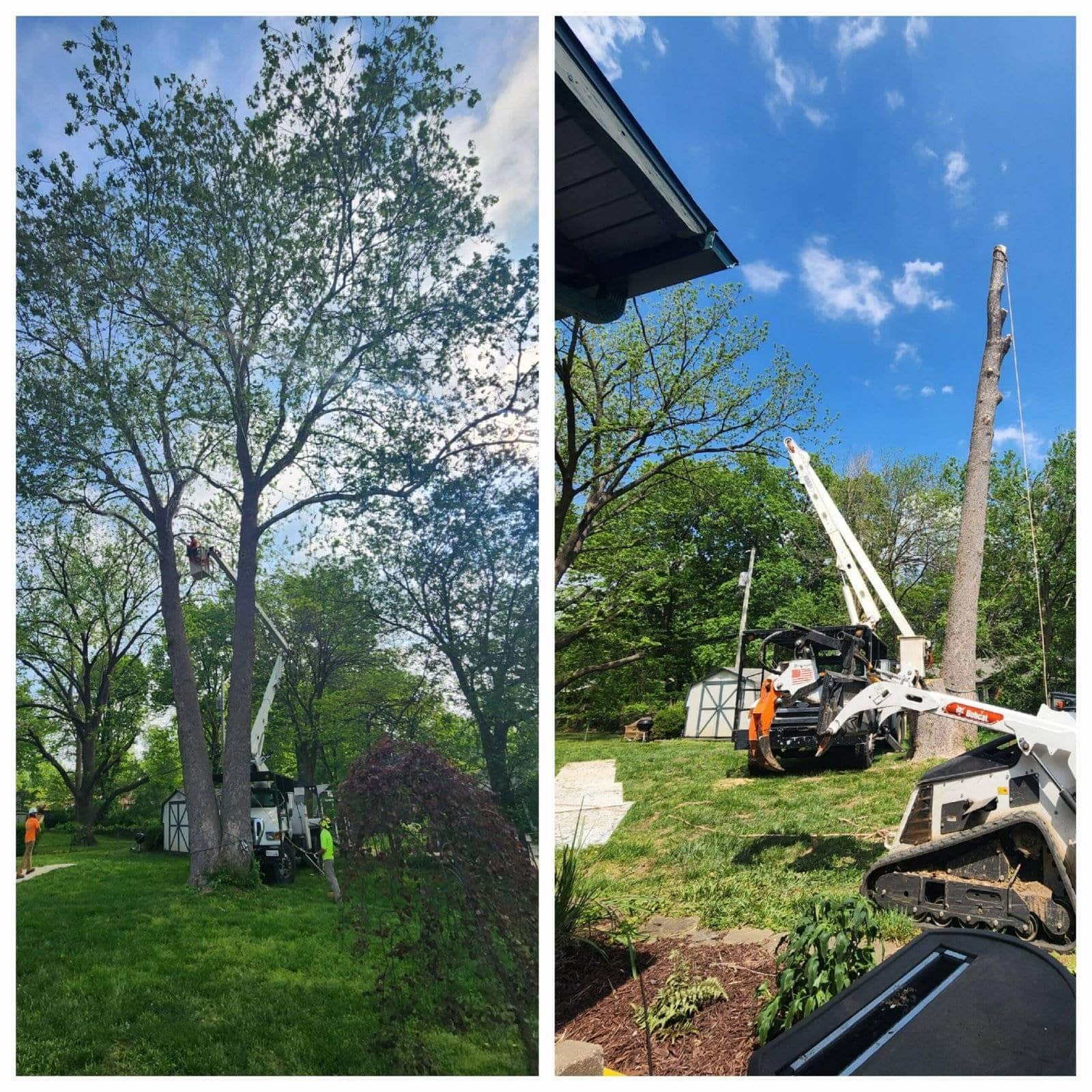 T&F Tree Services completed tree work Springfield MO