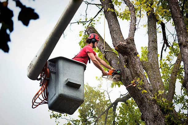 Tree removal service Springfield MO